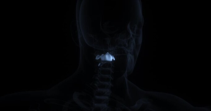 Human cervical spine anatomy 3d animation highlighting C2 axis vertebra