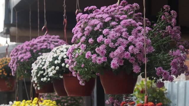 Hanging flower pots with colorful chrysanthemums in bloom, gentle swaying motion
