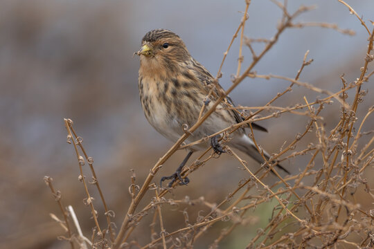 Twite (Linaria flavirostis) - Bergh&auml;nfling