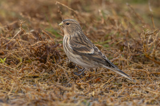 Twite (Linaria flavirostis) - Bergh&auml;nfling