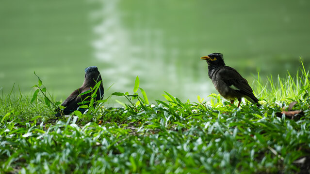 Common Myna birds on green grass field with blurred water background.
