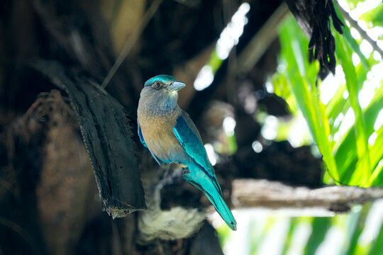 Indian roller bird with beautiful blue feathers perched on a branch.