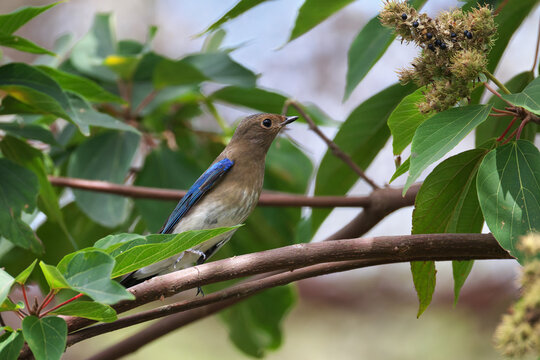Blue-and-White Flycatcher is jumping on a branche and approaches to suck ripe fruits of Japanese Mallotus