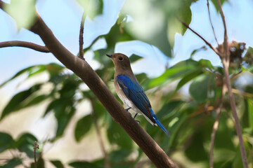 Fototapeta premium An impressive Blue-and-White Flycatcher with a beautiful blue back