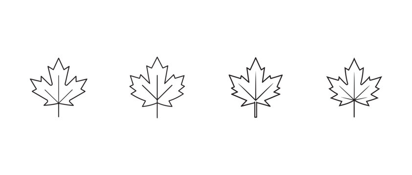 maple leaves with different shapes and sizes on white background  simple line art