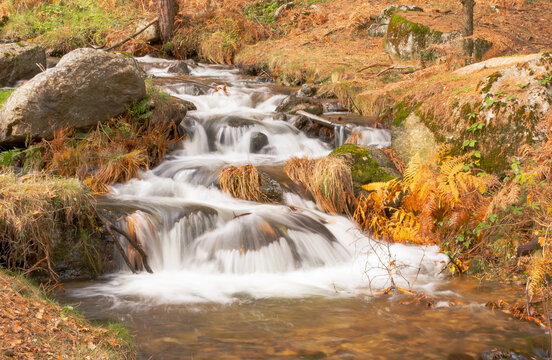 Arroyo de aguas fr&iacute;as fluyendo en un bosque de alta monta&ntilde;a en oto&ntilde;o. Paisaje en larga exposici&oacute;n. Sierra de Guadarrama, arroyo del Chorro en San Mam&eacute;s, Madrid, Espa&ntilde;a.