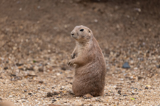 Black-tailed Prairie Dog
