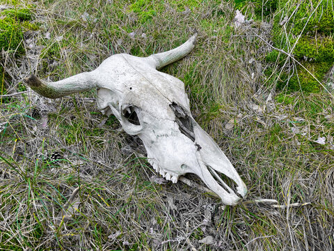 El cr&aacute;neo de una vaca con sus cuernos en medio del bosque. Viejo cr&aacute;neo sobre un suelo cubierto de hierbas y musgo.