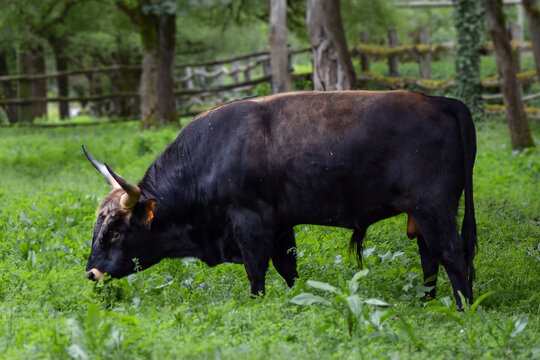 Bos taurus
