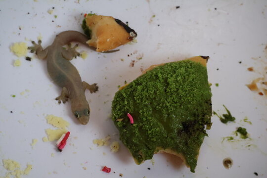 House lizard eating an open donut