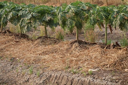 Papaya plants growing on raised soil beds in a tropical agricultural field