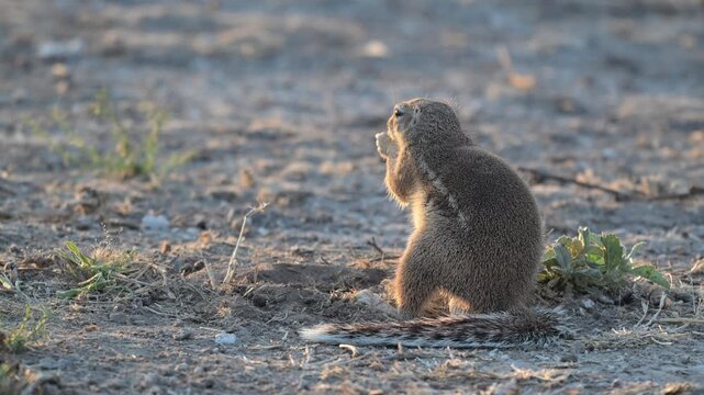 Ground squirrels digging and foraging on dusty Kalahari plains