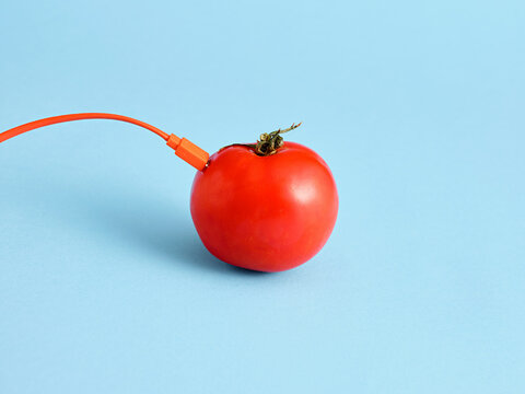Tomato connecting to a charger cable for energy