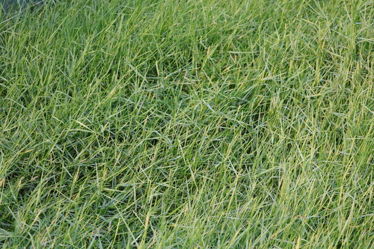 Lush green grass growing abundantly across fertile soil in a tropical natural landscape
