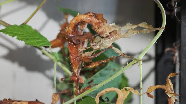 Macro vid&eacute;o d&rsquo;un phasme scorpion Extatosoma tiaratum en pleine mue, suspendu &agrave; son exuvie