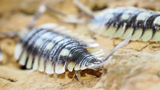 Macro vid&eacute;o d&rsquo;un cloporte terrestre Porcellio expansus, isopode aux bandes noires et cr&egrave;me sur substrat