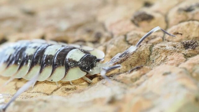 Macro vid&eacute;o d&rsquo;un cloporte terrestre Porcellio expansus, isopode aux bandes noires et cr&egrave;me sur substrat