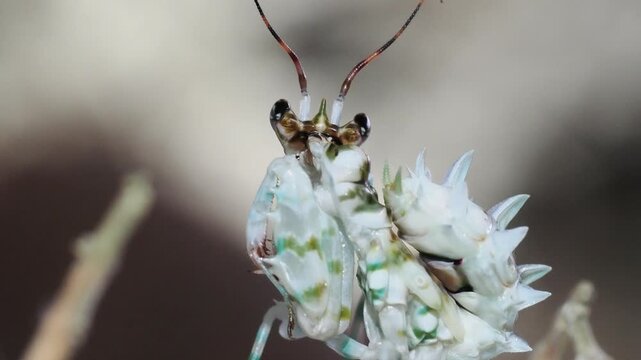 Macro vid&eacute;o d&rsquo;une mante fleur &eacute;pineuse Pseudocreobotra lestoni, portrait rapproch&eacute; d&rsquo;un insecte tropical
