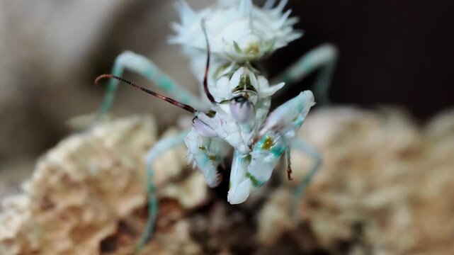 Macro vid&eacute;o d&rsquo;une mante fleur &eacute;pineuse Pseudocreobotra lestoni, portrait rapproch&eacute; d&rsquo;un insecte tropical