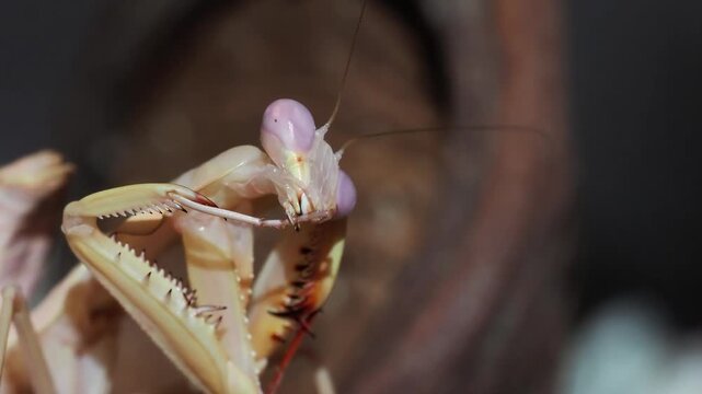 Macro vid&eacute;o d&rsquo;une mante bouclier Rhombodera kirbyi en pleine toilette, nettoyant ses pattes ravisseuses