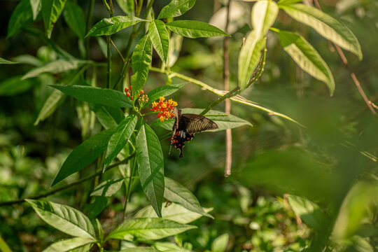 A Common Rose butterfly (Pachliopta aristolochiae) feeding on small flowers of milkweed flowers among green foliage in a natural forest habitat.