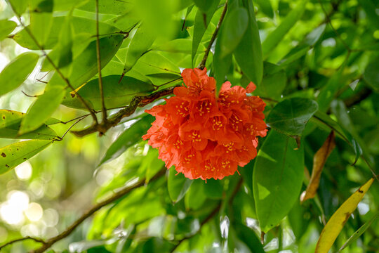 Close-up of a vibrant, ball-shaped orange Rose of Venezuela flower cluster blooming on a tree branch, surrounded by lush tropical green leaves in soft sunlight.