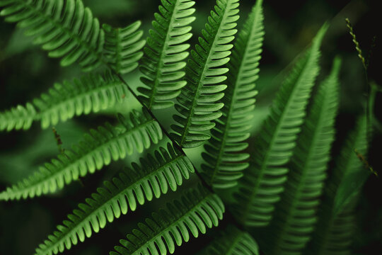 Top-down macro of vibrant green fern fronds (Polypodiopsida) showing intricate pinnate leaf patterns and symmetry, set against a moody, deep-shadowed forest understory.