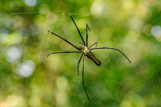  Close-up view of a Nephila pilipes spider, showing its distinctive long black legs and yellow-striped cylindrical body suspended in a golden web with natural bokeh background.