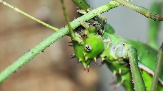 Macro vid&eacute;o d&rsquo;un phasme g&eacute;ant de Malaisie Heteropteryx dilatata, d&eacute;tail de la t&ecirc;te et des &eacute;pines