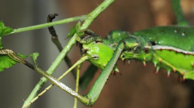 Macro vid&eacute;o d&rsquo;un phasme g&eacute;ant de Malaisie Heteropteryx dilatata, d&eacute;tail de la t&ecirc;te et des &eacute;pines