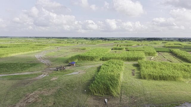 Forward drone footage passes over a jute farming area with upright bundles of harvested stalks and remaining uncut plants, revealing the Padma River, open sky and clouds in the distance.