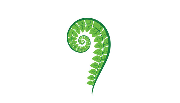 Artistic rendering of a green fern fiddlehead with detailed leaves shows the spiral growth process in this flat vector botanical illustration.
