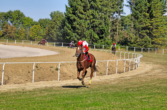 Thoroughbred Race Horses with Jockeys Running Fast on Racetrack During Turf Horse Race