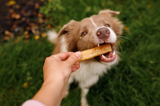 Close up of human hand feeding cute red and white border collie dog giving organic natural treat stick biscuit snack chewing with open mouth on green grass background looking at camera top view