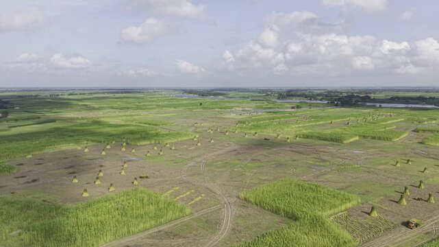Drone footage moves forward over a jute field where harvested stalks are bundled and left standing, with uncut jute plants and the distant Padma River beneath an open, cloudy sky.