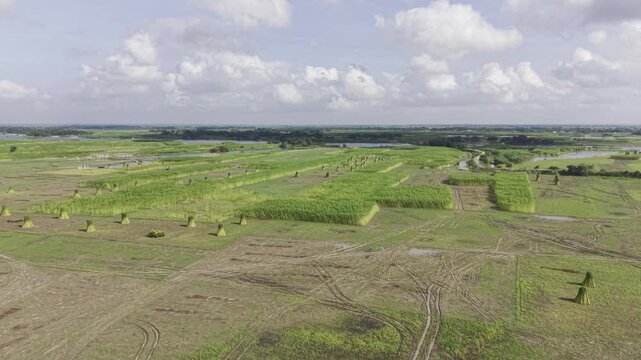 Forward aerial footage shows a rural jute field during harvest, with bundles of cut jute standing upright among unharvested plants, while the Padma River, sky and clouds appear beyond.