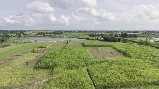 Forward-moving aerial footage passes over jute fields with standing harvested bundles and uncut plants, with distant river water, open sky, clouds, and rural farmland visible ahead.
