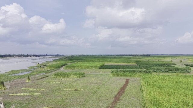 Forward drone footage flies over cultivated jute fields beside a riverbank, showing harvested jute bundles, green crops, flooded plots and open rural farmland beneath a cloudy sky.