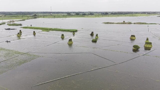 Drone footage moves forward above rural jute fields along a riverbank, revealing harvested jute bundles, green vegetation, waterlogged plots and expansive agricultural land under open skies.
