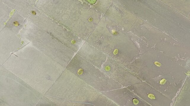 Slow ascending drone footage reveals waterlogged jute fields with bundles of harvested jute standing upright in shallow water, highlighting rural agricultural land and jute harvesting.