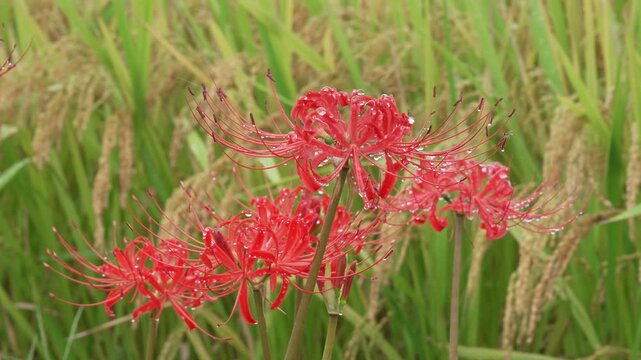 実った稲をバックにした水滴のついた彼岸花