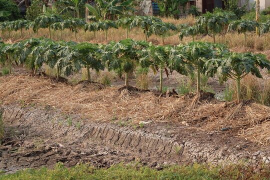 Papaya plants growing on raised soil beds in a tropical agricultural field