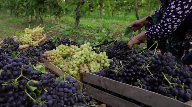 Sunlit vineyard harvest close-up showing pruning hands trimming grape clusters with shears beside wooden crates of purple and green grapes during daytime vineyard work