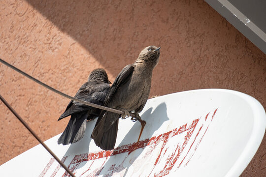 Eurasian jackdaws (Coloeus monedula) perched on a satellite dish in Zabljak, Montenegro