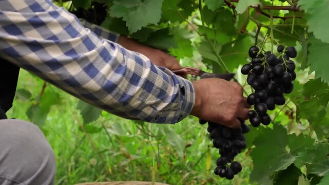 Side view of farmworker in blue plaid shirt pruning dark grape clusters with pruning tool near grapevine leaves and stems during daylight close perspective in sunlit vineyard