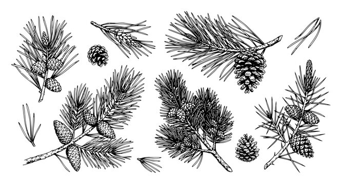 Detailed botanical illustration of various pine tree branc set with simple line art design featuring sketches, drawings, vector graphics with minimalist and simple illustrations