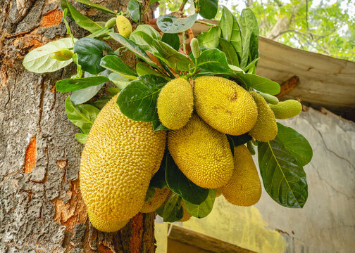Ripe jackfruits growing directly from the trunk of a jackfruit tree, surrounded by green leaves in a tropical setting.