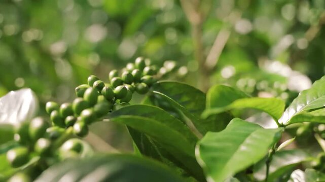 Close-up view of unripe green coffee cherries on slender stem, gently swaying among glossy coffee leaves in warm sunlight with soft rim light highlights