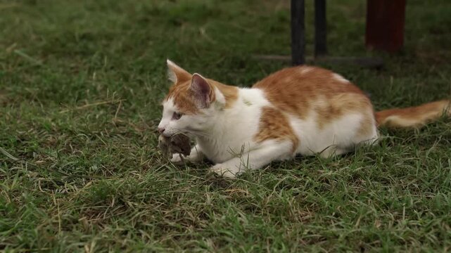 Orange and white cat crouching on green grass in sunny yard, gripping small rodent in its mouth, with straw and wooden posts behind, daytime garden scene closeup outdoors