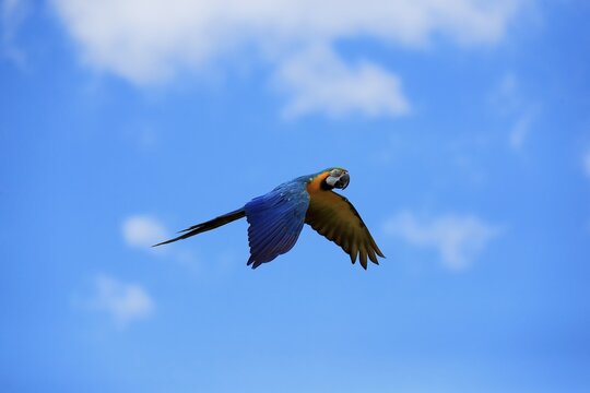 Blue and yellow macaw (Ara ararauna), adult, flying, parrot, Brazil